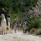 Andalusien auf Knabstruppern