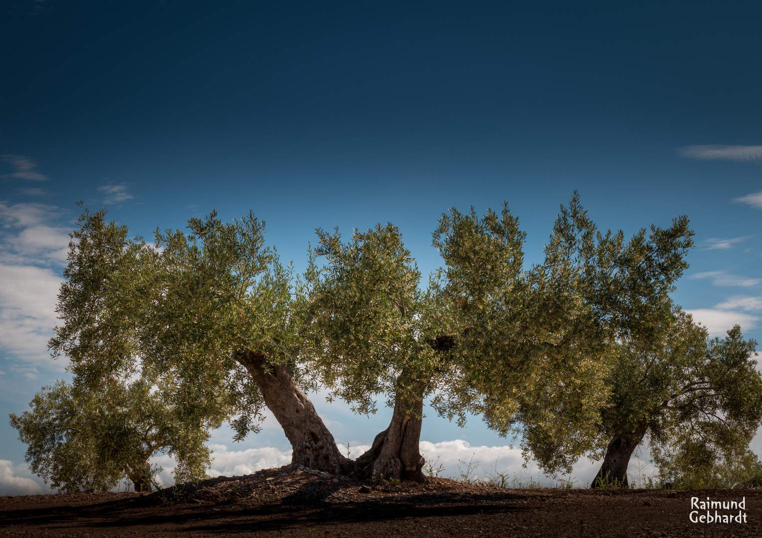 Andalusien Olivenbaum