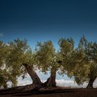 Andalusien Olivenbaum