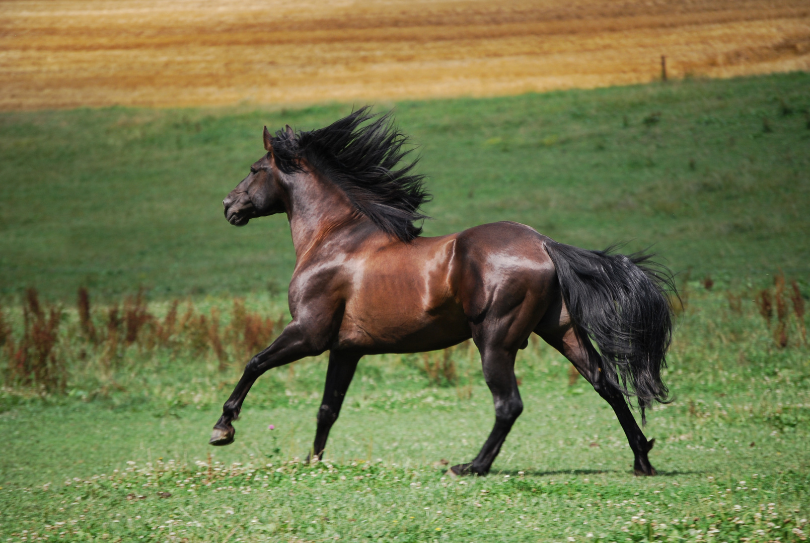 Andalusier