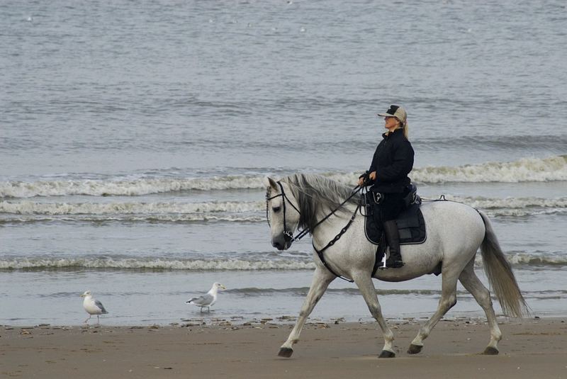 Andalusier am Strand