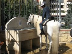 Andalusier an der Pferdetränke (Jerez)