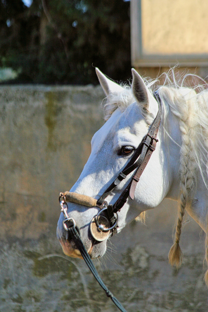 Andalusier auf Rancho La Paz