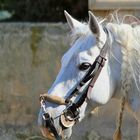 Andalusier auf Rancho La Paz