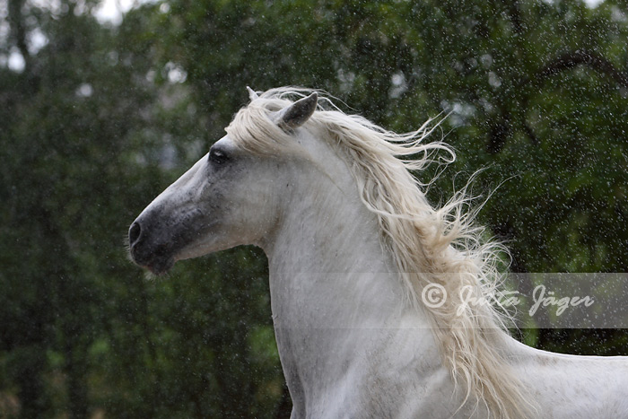 Andalusier im Regen