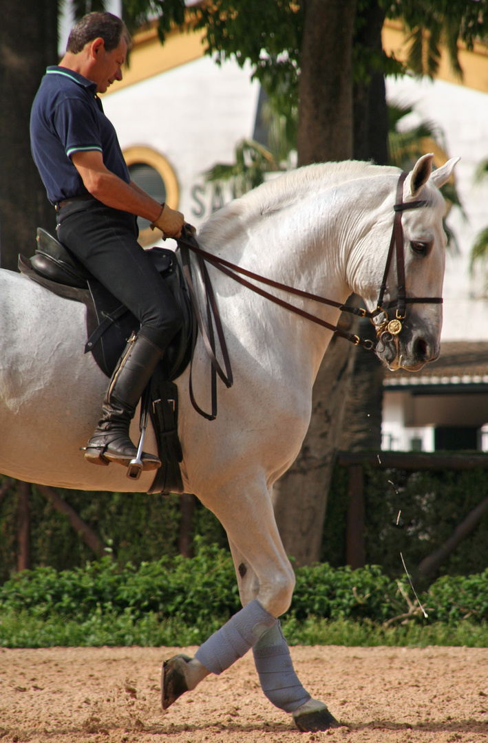 Andalusier-Training