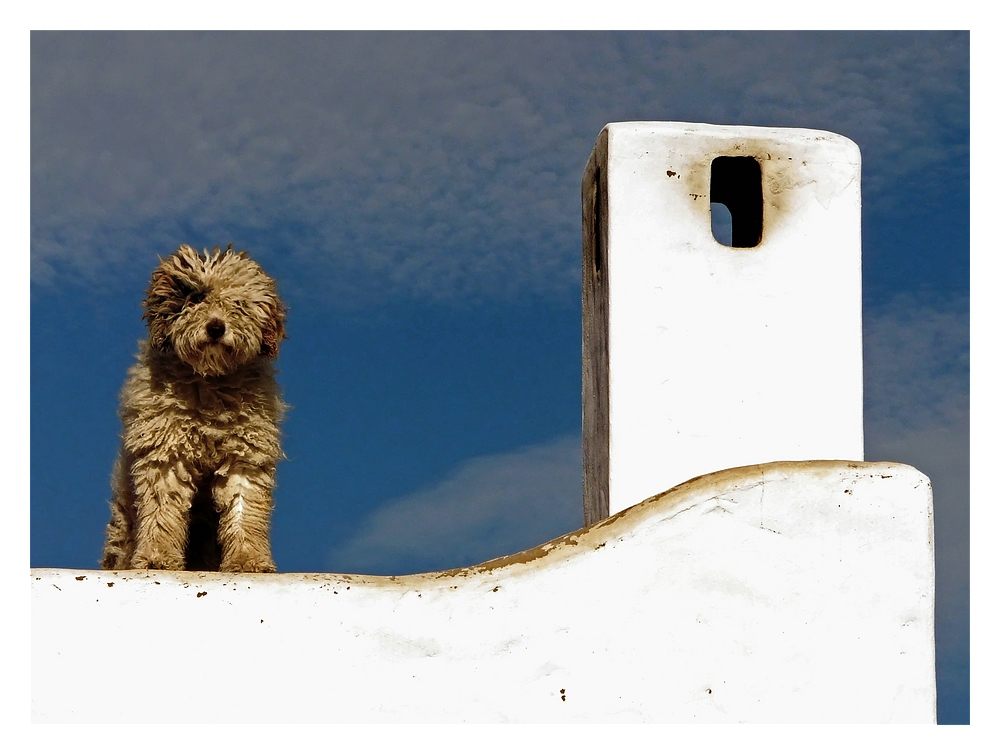 Andalusische Begrüssung Foto &amp; Bild alle fotos, spain, hund Bilder