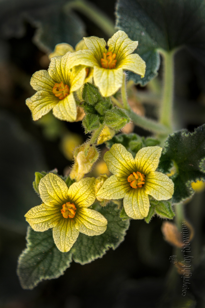 andalusische Blume