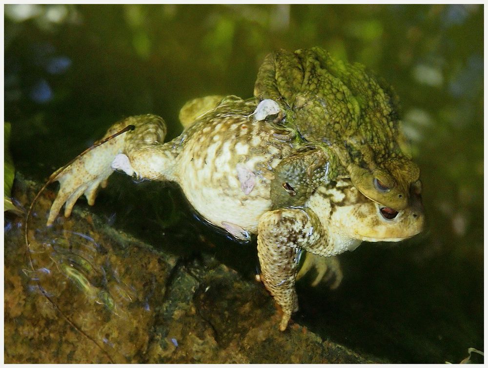 Andalusische Froschhochzeit