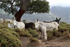 Andalusische Hausesel unter einer Korkeiche ........