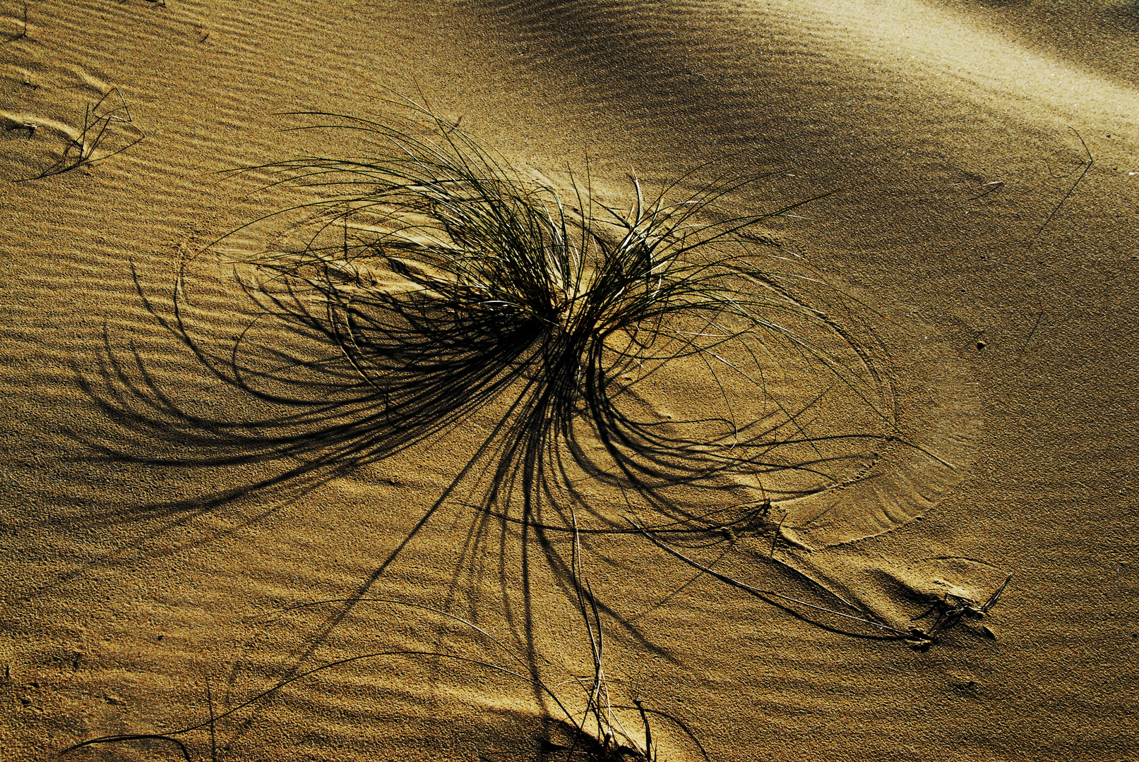 Andalusische Impressionen - Graskreise