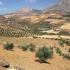 Andalusische Landschaft mit Olivenbäumen