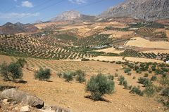 Andalusische Landschaft mit Olivenbäumen