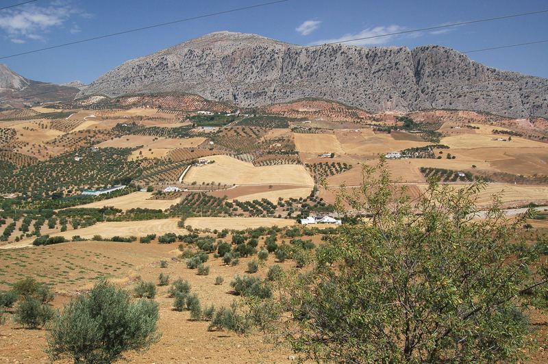 Andalusische Landschaft mit Olivenbäumen und Berg