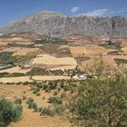 Andalusische Landschaft mit Olivenbäumen und Berg