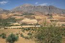 Andalusische Landschaft mit Olivenbäumen und Berg von Detlef Menzel