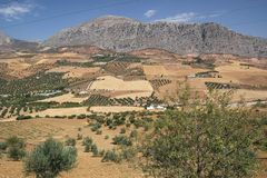 Andalusische Landschaft mit Olivenbäumen und Berg