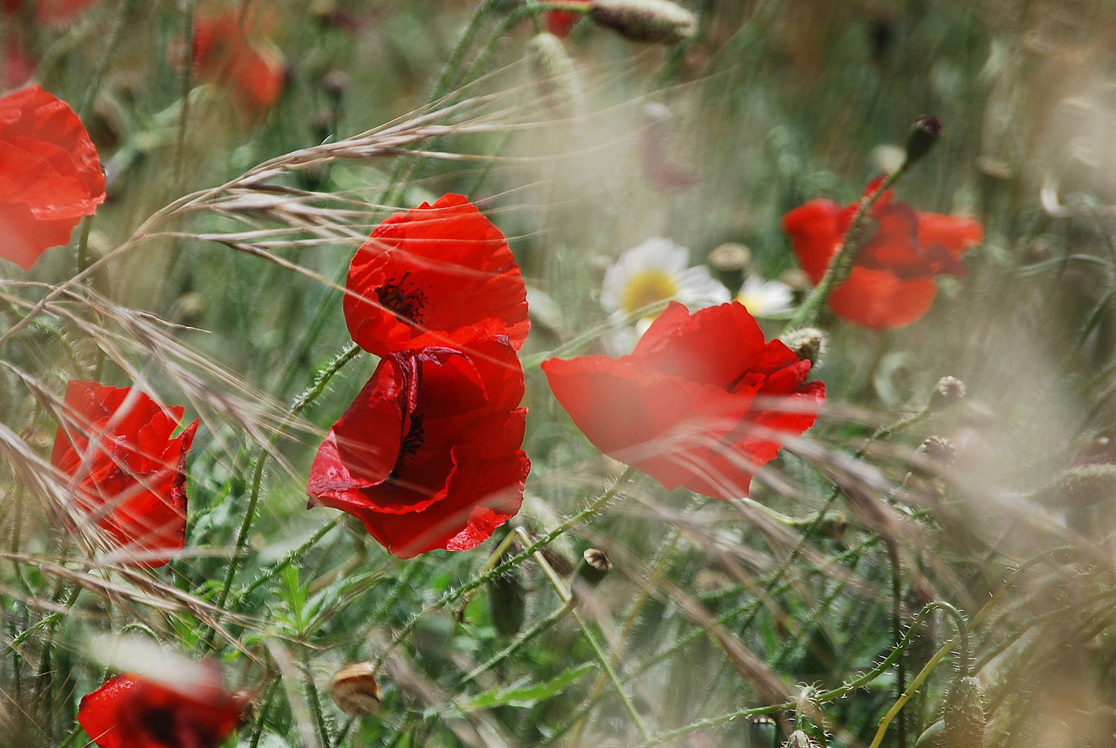 "Andalusische" Mohnblüten