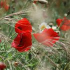 "Andalusische" Mohnblüten