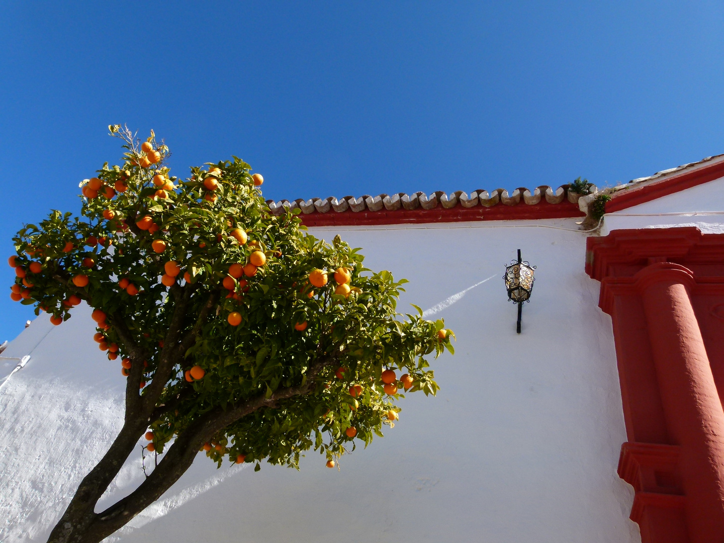 andalusische Orangen Foto &amp; Bild | europe, spain &amp; gibraltar, spanien ...
