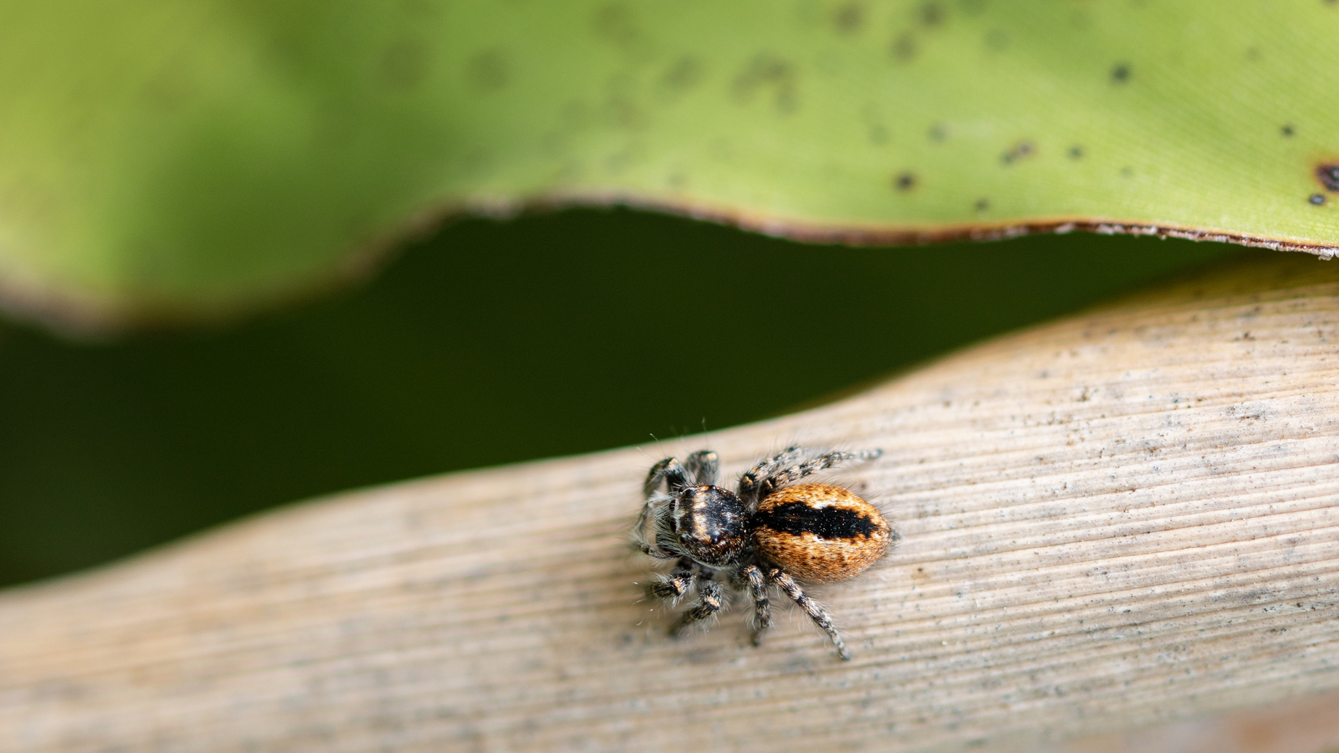 Andalusische Spinne