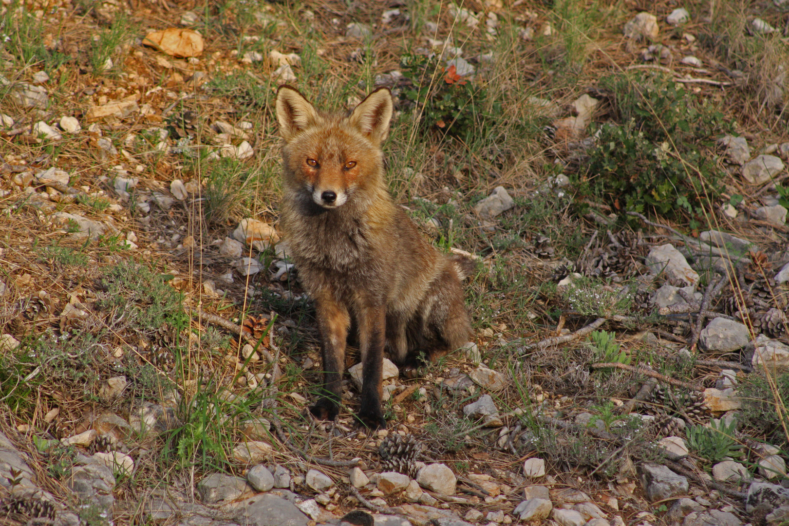 Andalusischer Fuchs