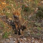 Andalusischer Fuchs