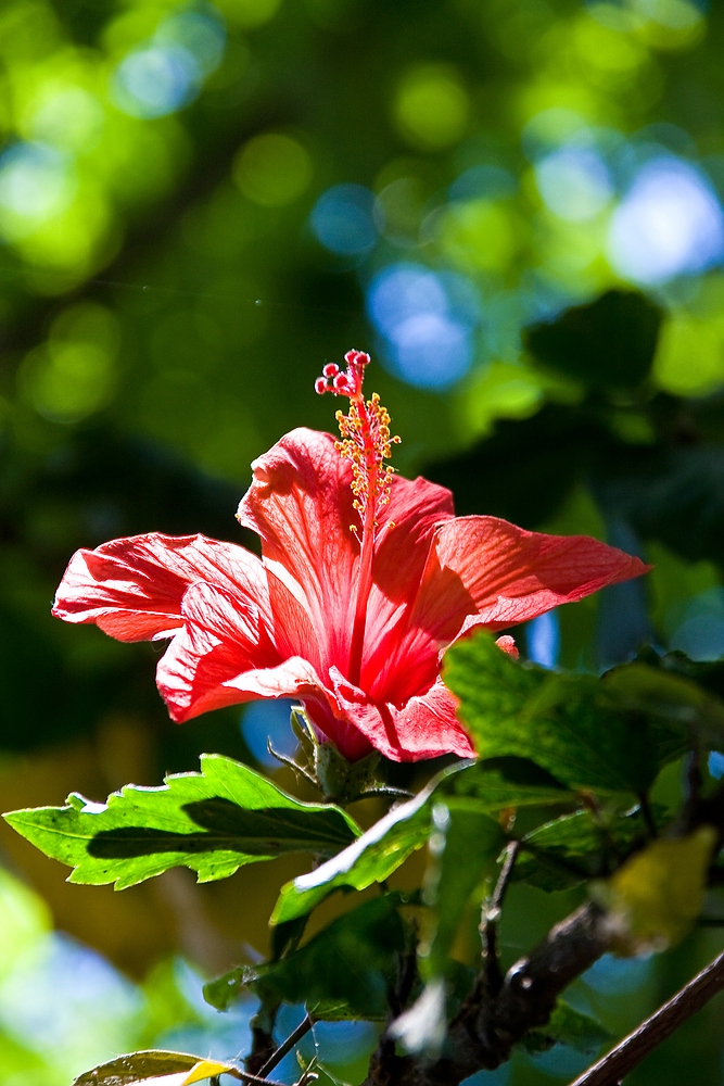 Andalusischer Hibiskus von Matthias Getto 