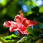 Andalusischer Hibiskus