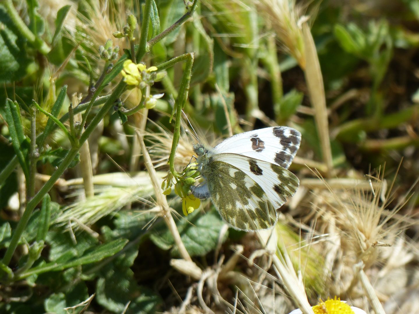 andalusischer Schmetterling Resedafalter