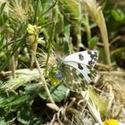 andalusischer Schmetterling Resedafalter