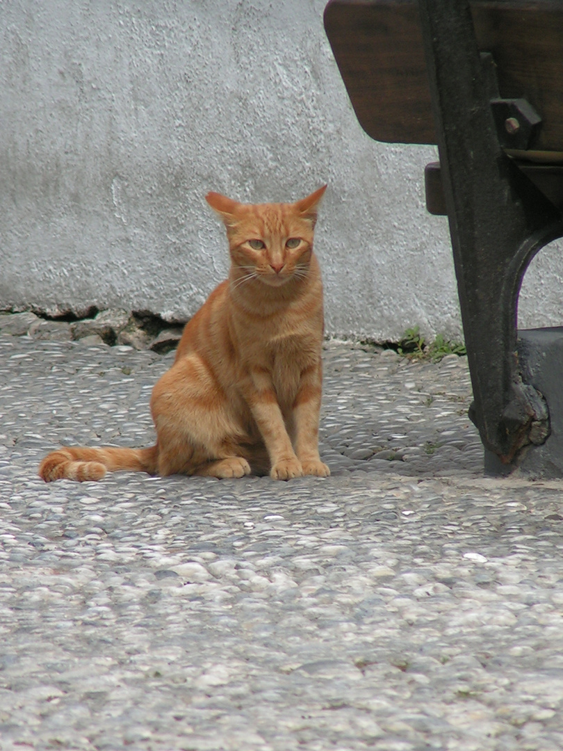 Andalusischer Stubentiger