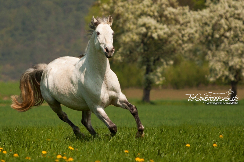 Andalusischer Traum Foto &amp; Bild | tiere, haustiere, pferde, esel ...