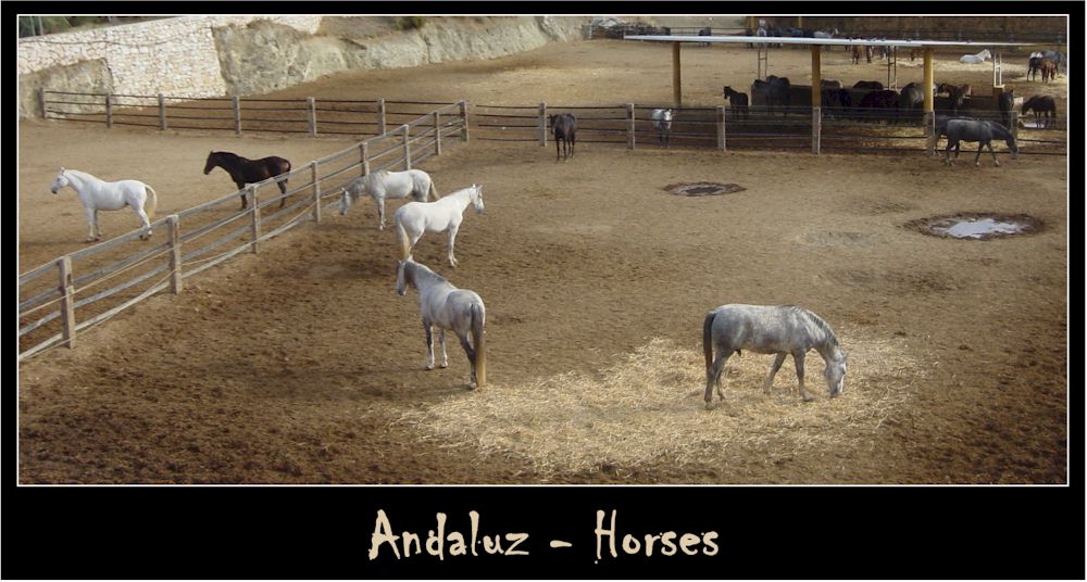 Andaluz - Horses #2