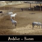 Andaluz - Horses #2