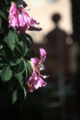 andamio en el jardín