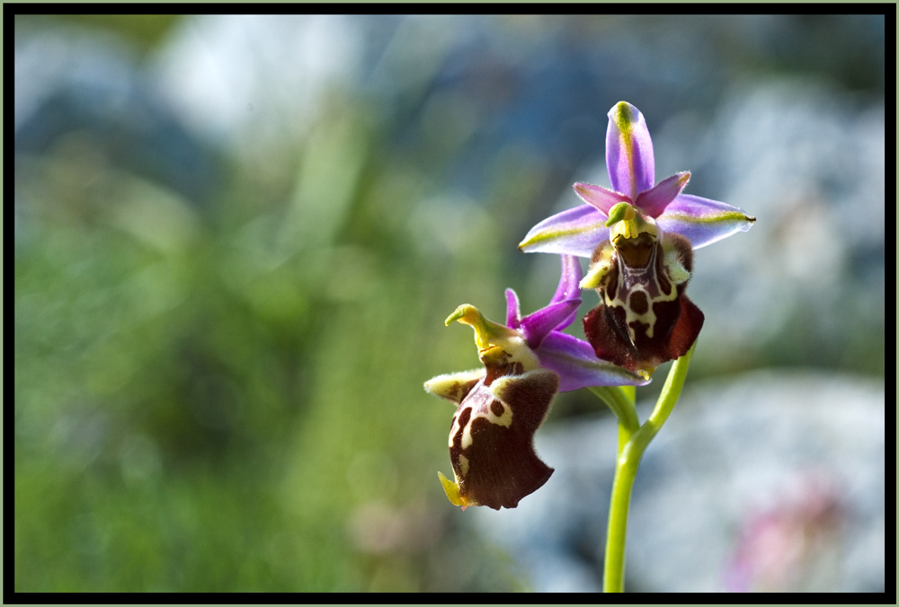andar per orchidee - 2