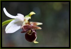 andar per orchidee - 3