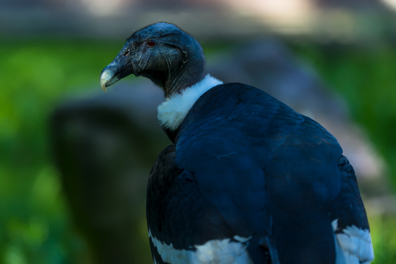 Andean Condor 