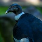 Andean Condor 