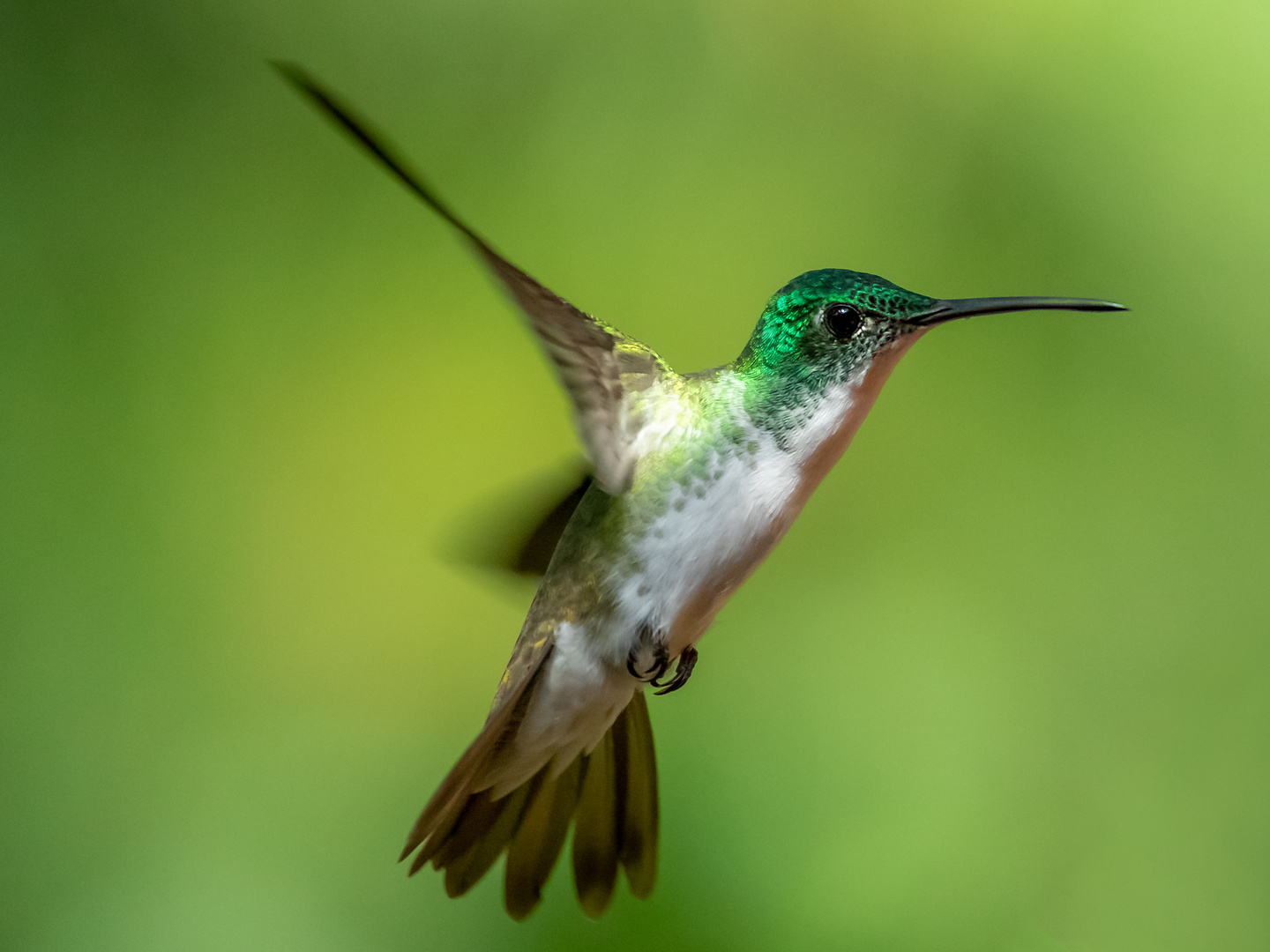 Andean Emerald_Uranomitra franciae