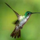 Andean Emerald_Uranomitra franciae