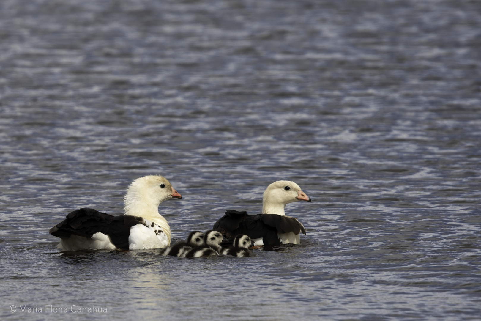 Andean Huallata's family