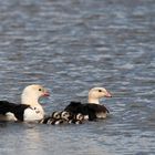 Andean Huallata's family