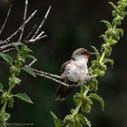 Andean Hummingbird