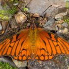 Andean Silverspot (Dione glycera)