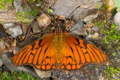 Andean Silverspot (Dione glycera)