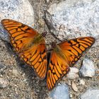 Andean Silverspot (Dione glycera)