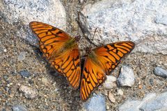 Andean Silverspot (Dione glycera)