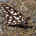 Andean Silverspot (Dione glycera)